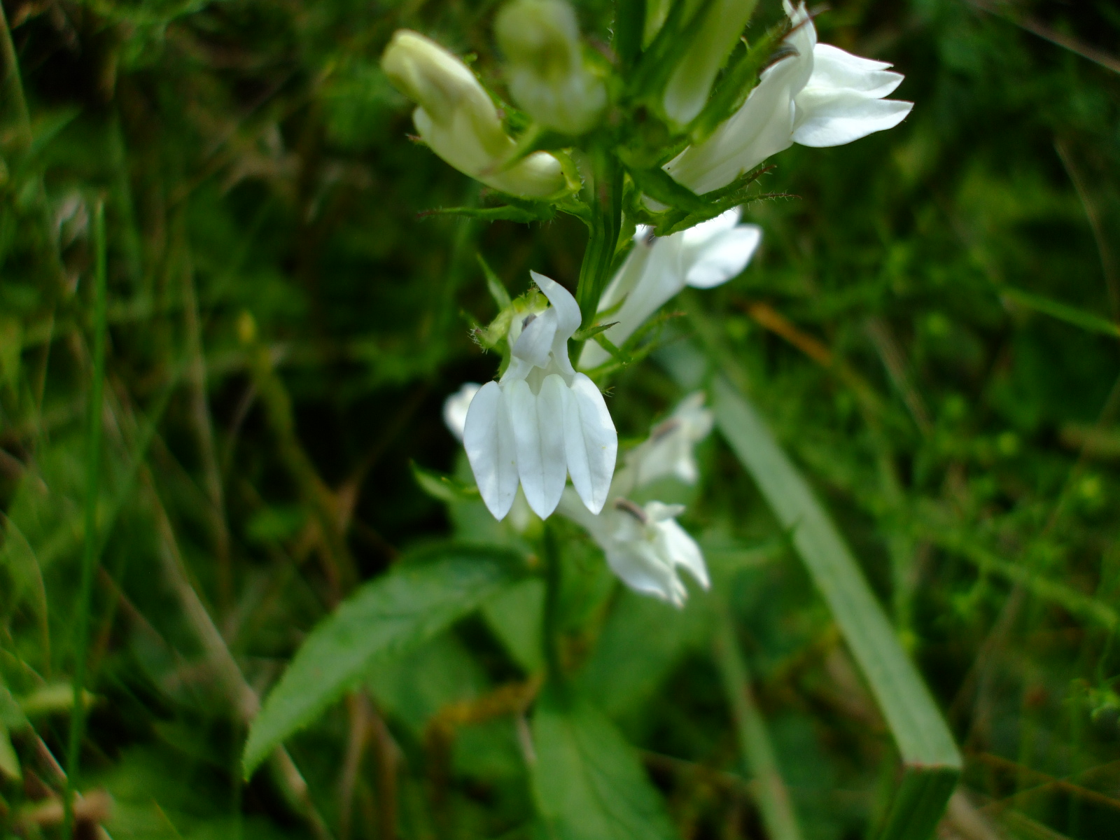 Lobelia siphilitica alba